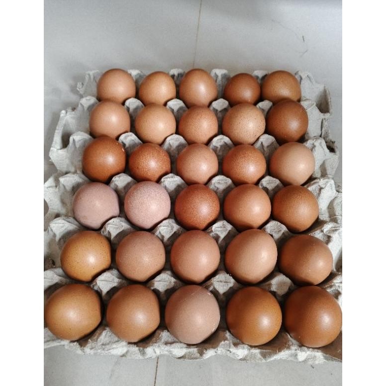 

TELUR AYAM NEGERI PER KG