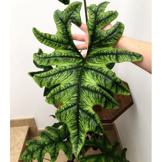 ALOCASIA JACKLYN SP SULAWESI / KELADI TANDUK RUSA JEKLIN JACKLIN
