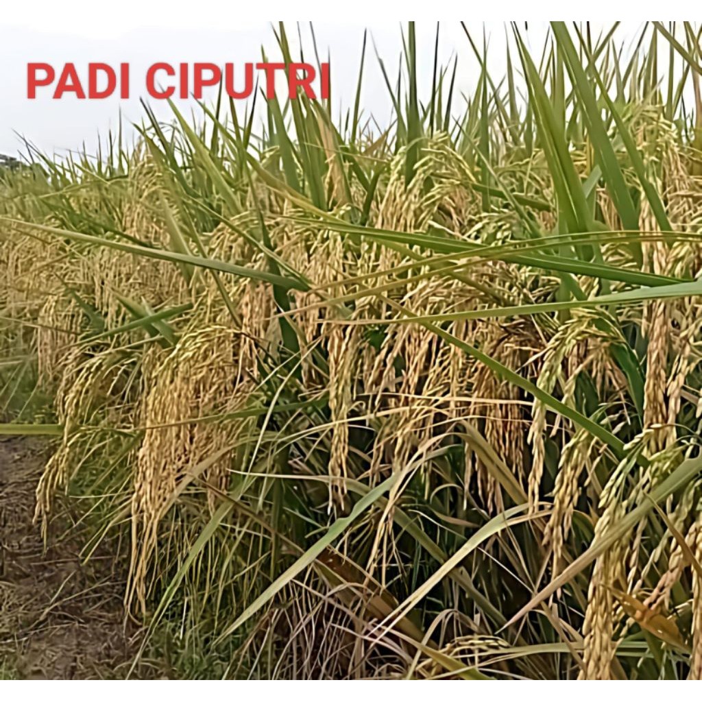 BENIH PADI CIPUTRI (Ciherang Malay Panjang) BERKWALITAS KEMASAN 10KG