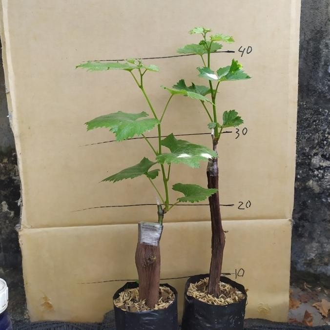 

PLING DICARI BIBIT TANAMAN BUAH ANGGUR JUPITER / ANGGUR IMPORT JUPITER FRESS
