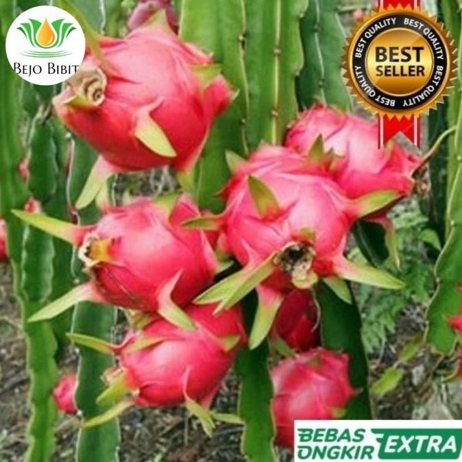 Pohon Buah Naga Merah | Bibit Buah Naga Merah | Tanaman Buah Naga FRESS