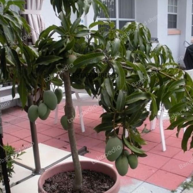 Bibit tanaman buah mangga manalagi madu super FRESS