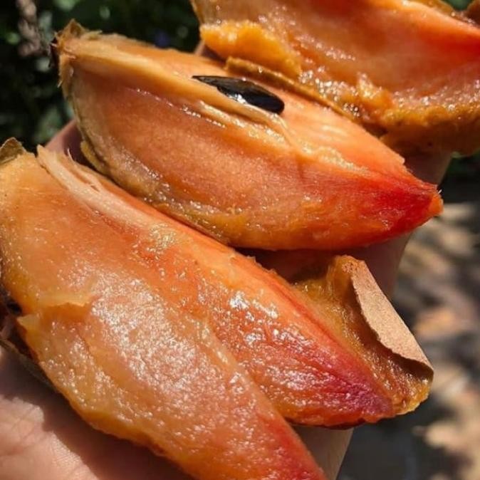 Bibit Tanaman Buah Sawo Mentimun sawo mentimun okulasi FRESS