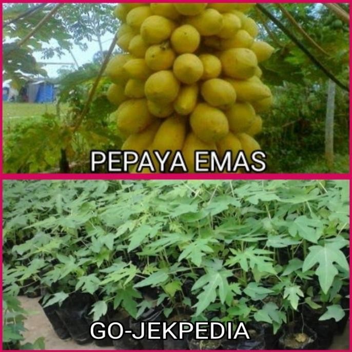 Bibit Tanaman Buah Pepaya Golden Pohon Pepaya Golden Tanaman Hidup ATV