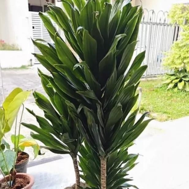 PAKET 3 Tanaman Hias Dracaena Compacta / Janet Craig