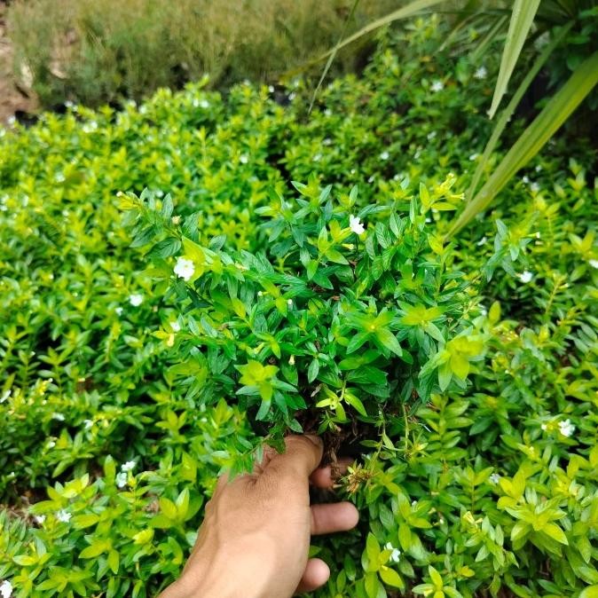 

Miliki Taiwan Beauty Bunga Putih Tanaman Hias