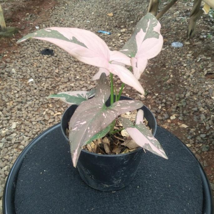 

Miliki Pink Splash Singonium