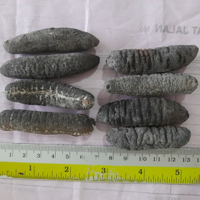 

TERIPANG/SEA CUCUMBER GOSOK 100 KERING