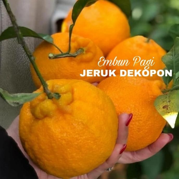 

Bibit Buah Jeruk Dukopon Non Biji Manis