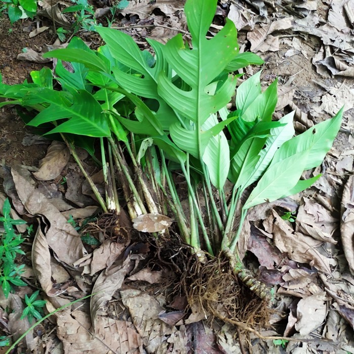 Rhaphidophora Beccarii