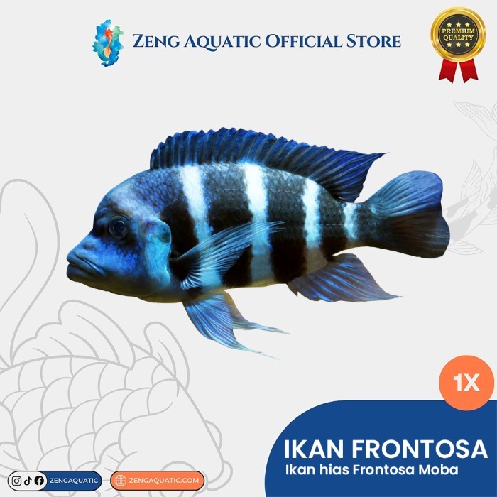 Jual [READY] IKAN HIAS FRONTOSA MOBA BLUE CICHLID TANGANYIKA AIR TAWAR