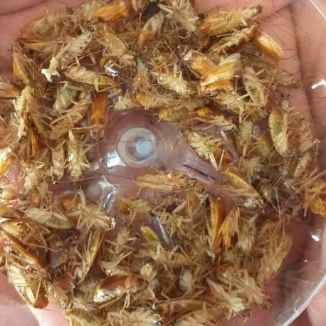 promo racun kecoa jerman pembasmi kecoa kecil pasti mati dijamin asli2