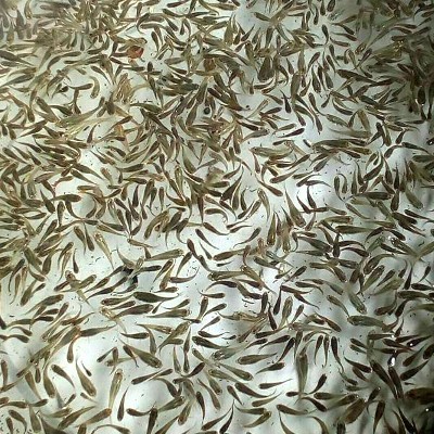 TERBARU Ikan Cere Sawah Sungai Air Tawar Hidup Pakan Ikan Hias Predator