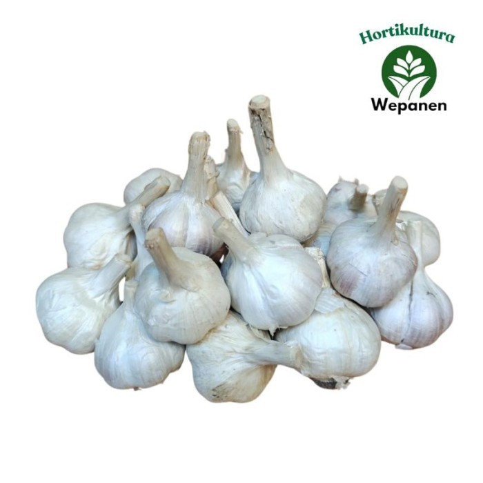 

TERLARIS BAWANG PUTIH KATING SUPER IMPORT 1 KG MURAH!!! MURAH
