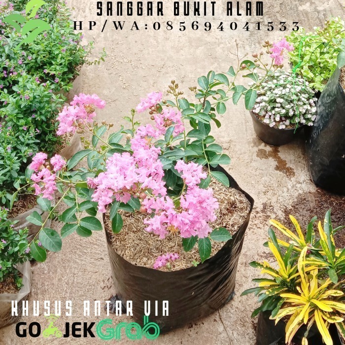 TANAMAN HIAS/BUNGA SAKURA PINK / SAKURA LOKAL