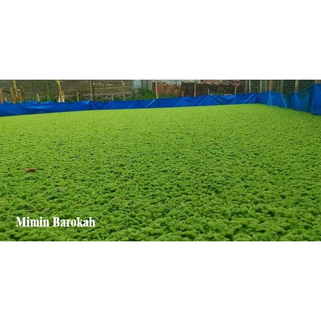 ASLI RUMPUT AZOLLA / BIBIT AZOLLA PAKAN/BENIH AZOLA MICROPHYLA 1 KG LARIS KODE 422