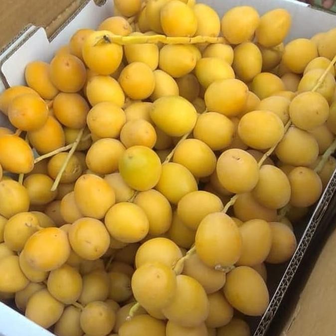 

Kurma Muda Fresh No Forzen Harga Per/Dus 4Kg Shop_Fernan