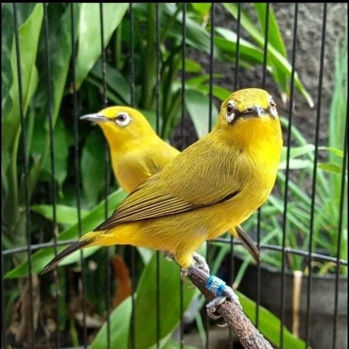 burung pleci dakun pacitan jantan pilihan