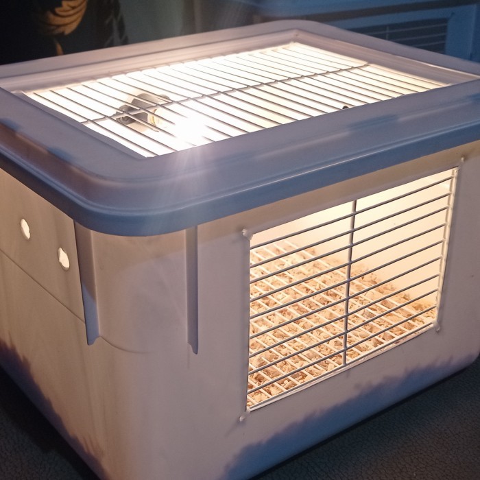 box lolohan burung anakann