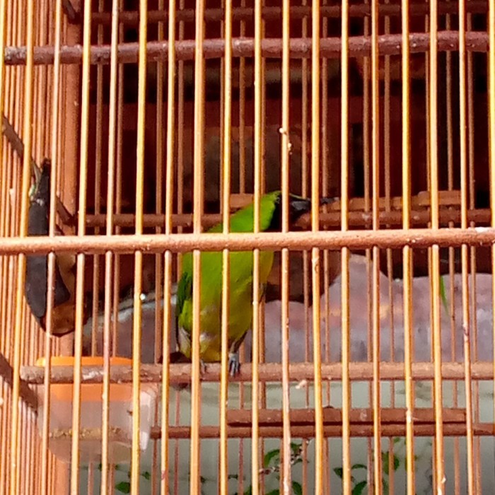 Cucak ijo mini/jomin Jantan