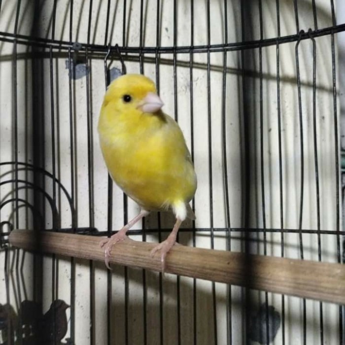 burung kenari gacoran