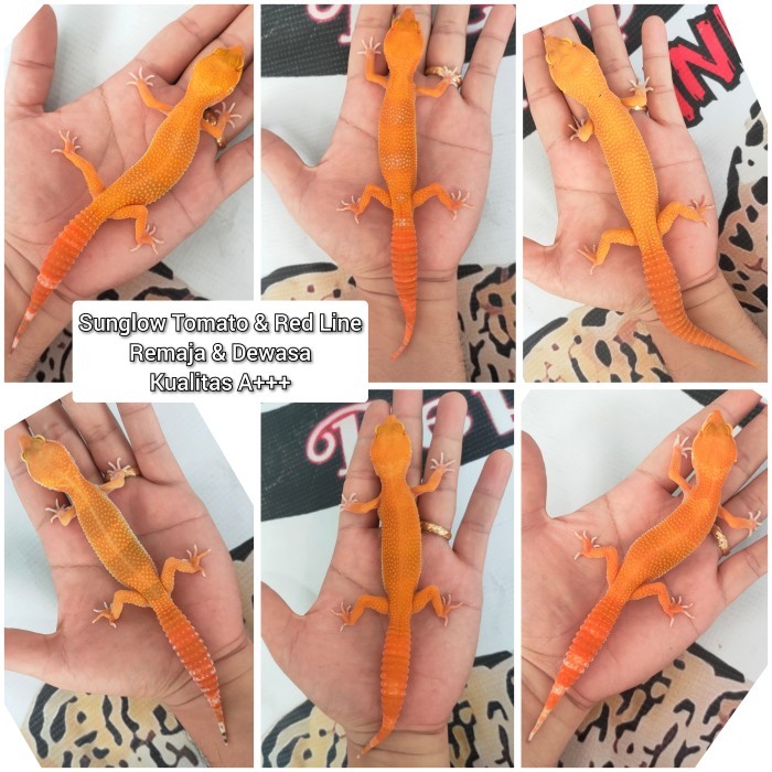 Gecko Sunglow Tomato/ Red Line Kualitas Kontes Grade A+++