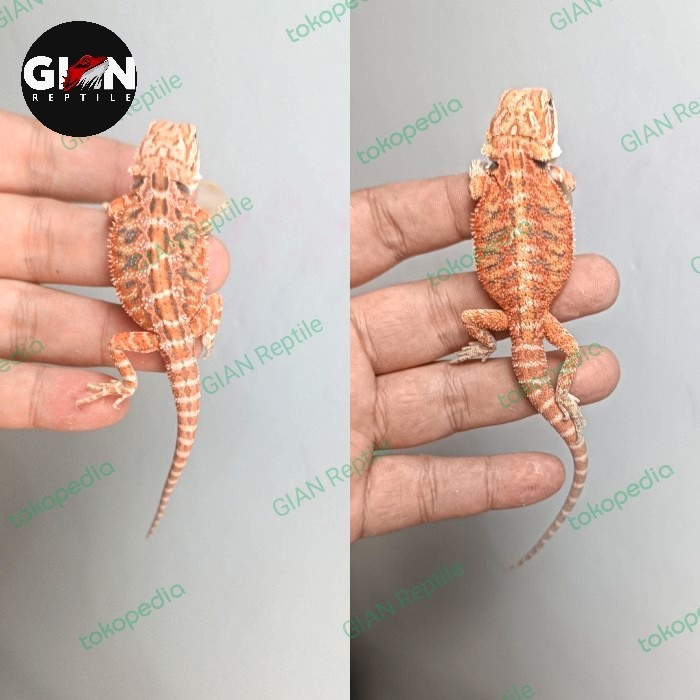 2 EKOR / SEPASANG BEARDED DRAGON RED HYPO HET TRANS 15cm-20cm
