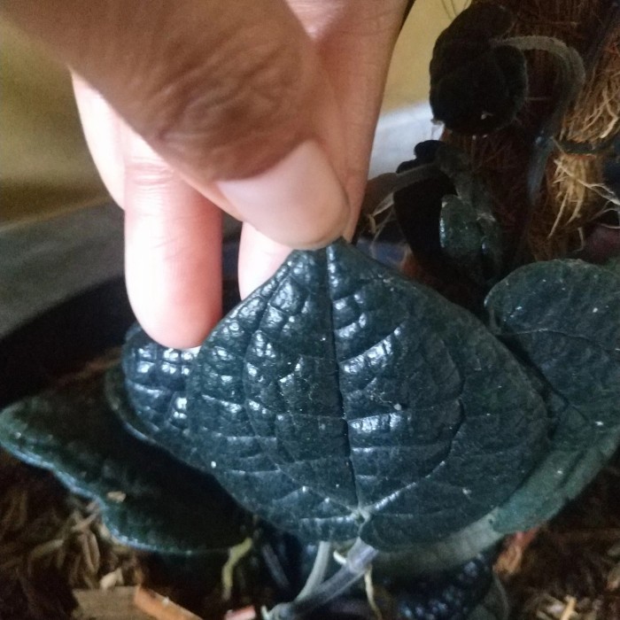 Daun herbal sirih hitam asli dan langka 5 helai