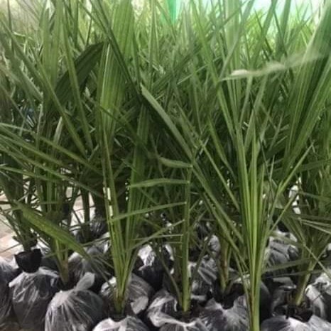 

PAKET 12 BIBIT KURMA AJWA USIA 1,5 TAHUN