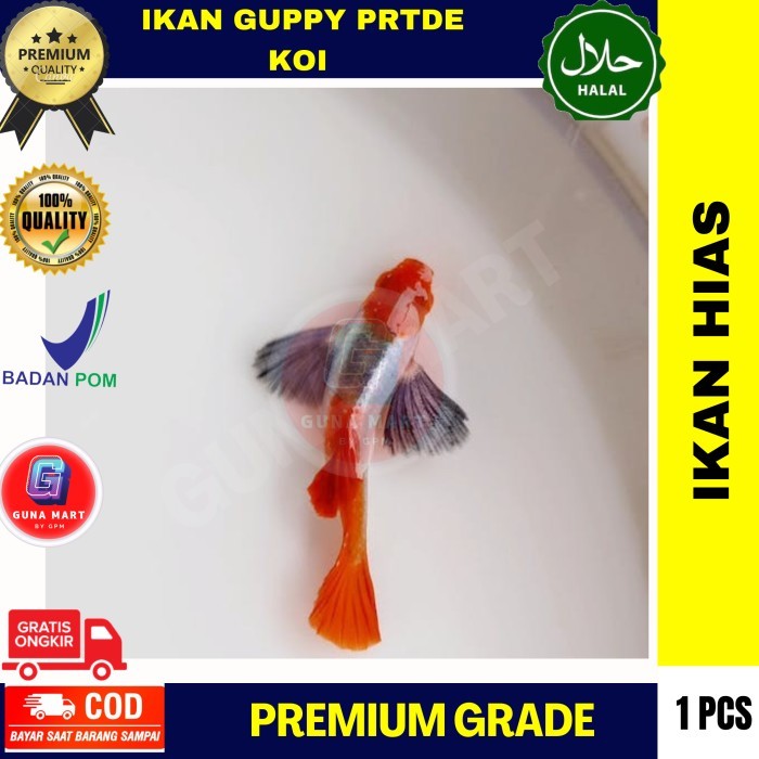 HEMAT Ikan Guppy PRTDE Koi Gupi Hias Aquarium Aquascape Grade A Premium Top