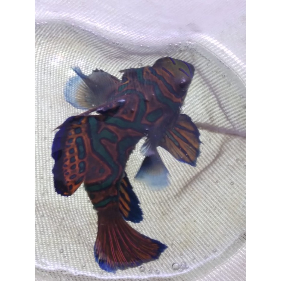 TERPERCAYA MANDARIN Asli - Ikan Hias Aquarium Air Laut