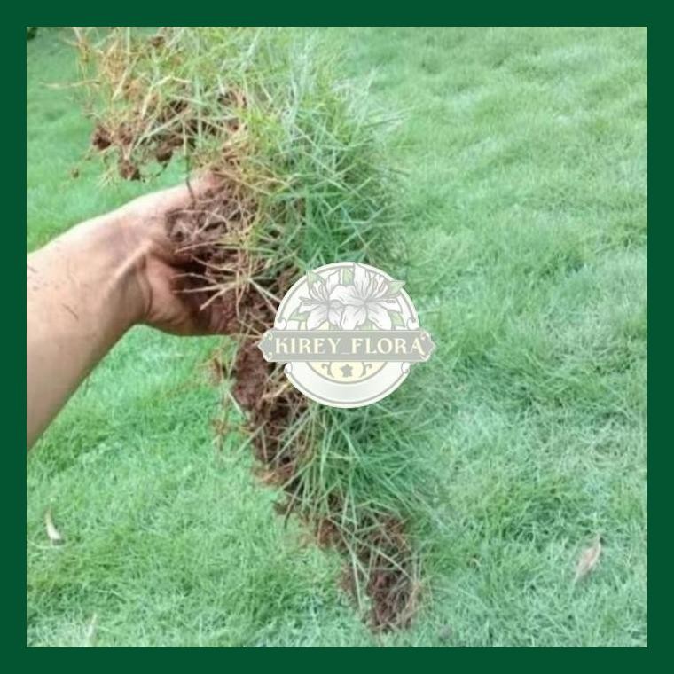 Rumput Jepang Per Meter