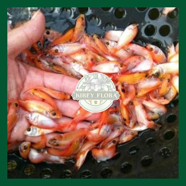 Bibit Nila Merah, Benih Nila Merah 1 Liter