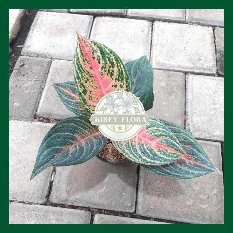 Aglonema Pink Beauty