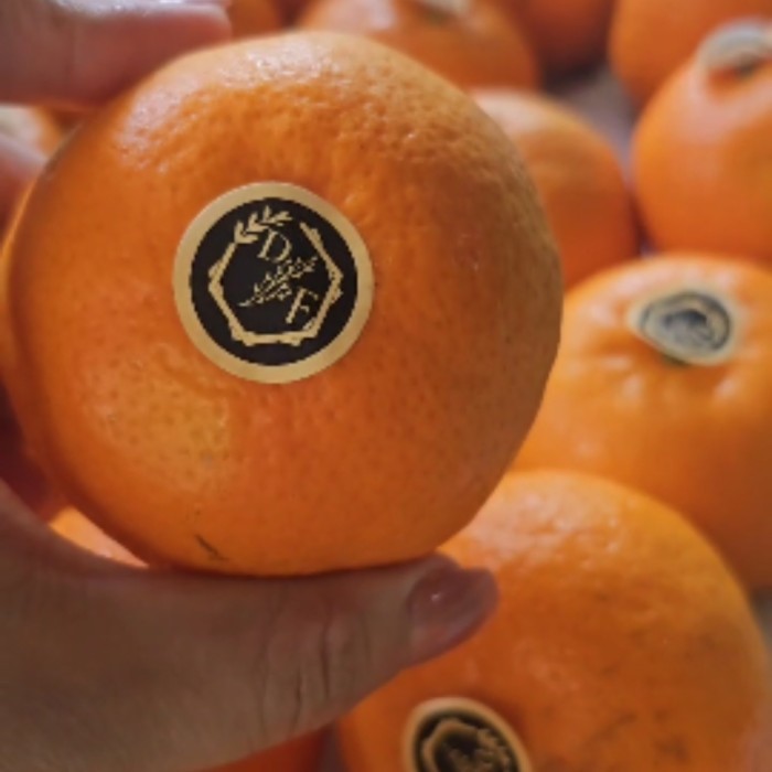 

jeruk wokam import 1 keranjang 9 kg / jeruk wokam premium