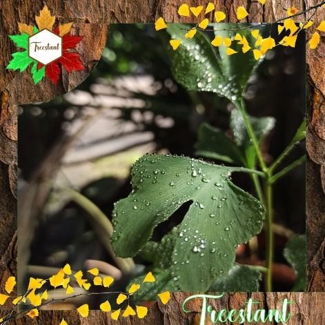 PROMO ~`~ BEST SELLER Tanaman Herbal Hias Bonsai Bibit Pohon Ginkgo Biloba ~~~