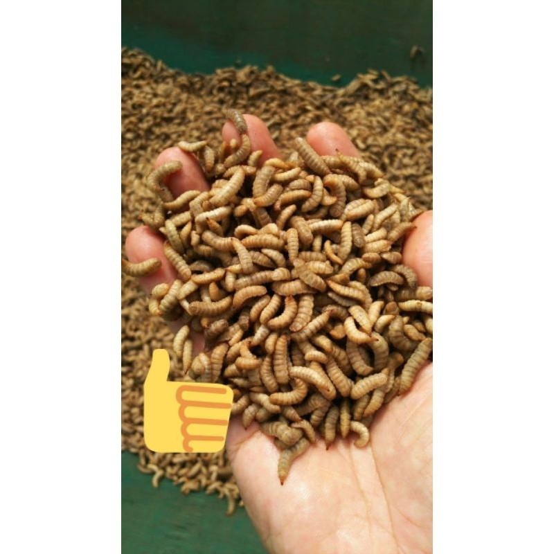 Maggot Magot BSF Hidup Fresh 100 gr Umpan Pancing, Pakan Ikan, Burung, Reptil, dll