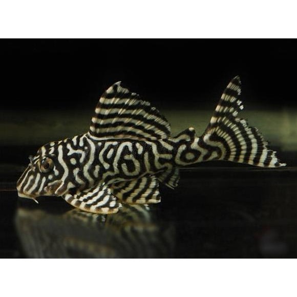 Diskon Pesanan Surabaya : 3Ekor Pleco L333 King Tiger Ukuran Dewasa / Indukan