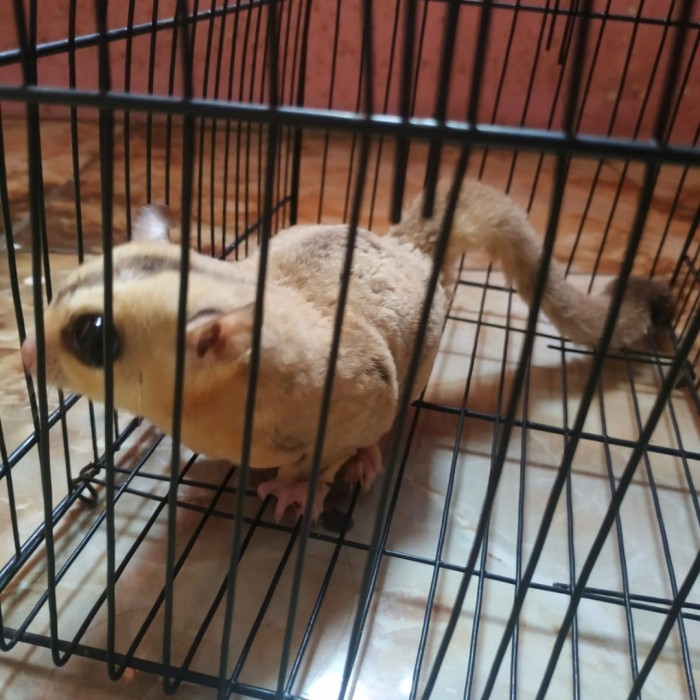 TERBARU sugar glider wf platinum jantan HOT SALE