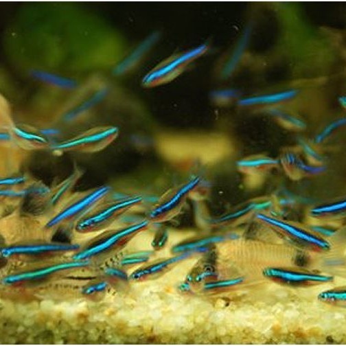 SPECIAL hiasan aquarium ikan green neon tetra