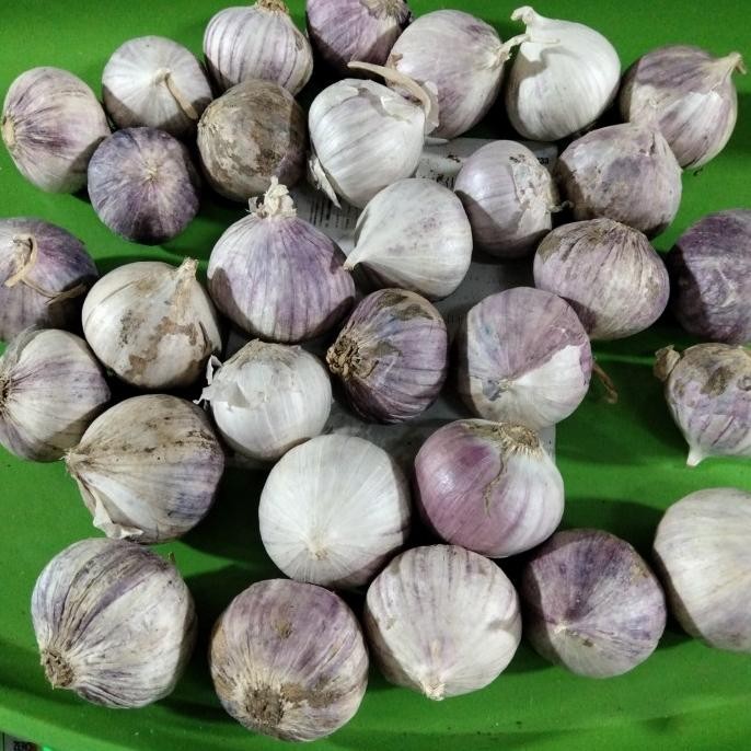 

BAWANG PUTIH TUNGGAL UKURAN BESAR/BAWANG LANANG 1 KG ORIGINAL