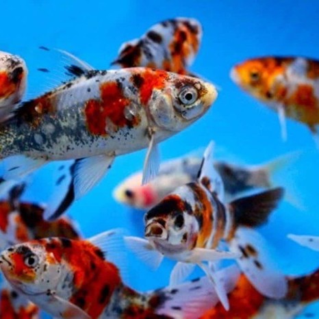 TERJAMIN IKAN HIAS KOMET BOKIM PANCA WARNA 3 - 6 CM / AQUARIUM / KOLAM IKAN