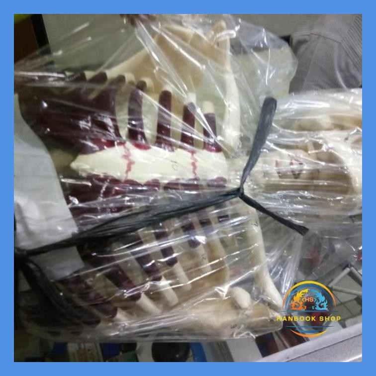 MODEL TENGKORAK KERANGKA MANUSIA BESAR