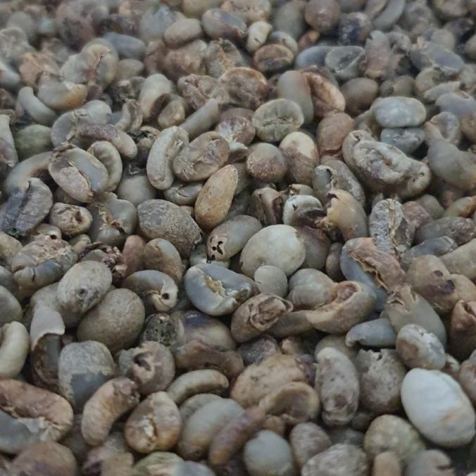 

Green Bean Arabika Gayo G4 Komersial Beans Untuk Kopi Susu 1Kg