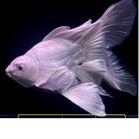 Ikan Hias Butterfly Koi SB Platinum Import huidelong 6-9 cm Ikan Hias Air Tawar Aquarium Kolam
