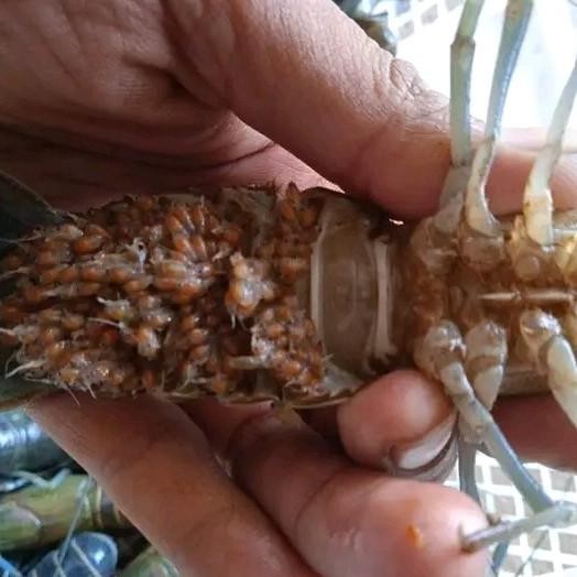 

indukan lobster air tawar gendong telur uk 4inc