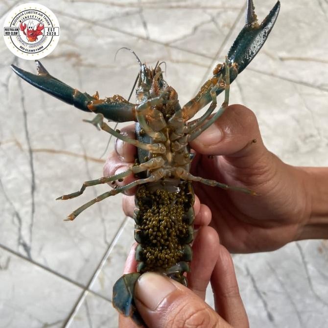 

Indukan lobster air tawar gendong telur