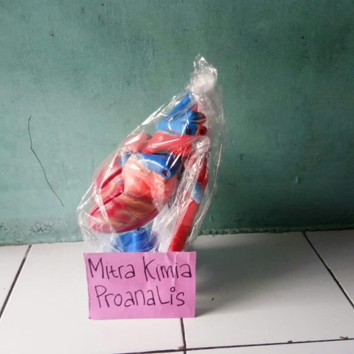 

TORSO JANTUNG model jantung alat peraga biologi torso jantung