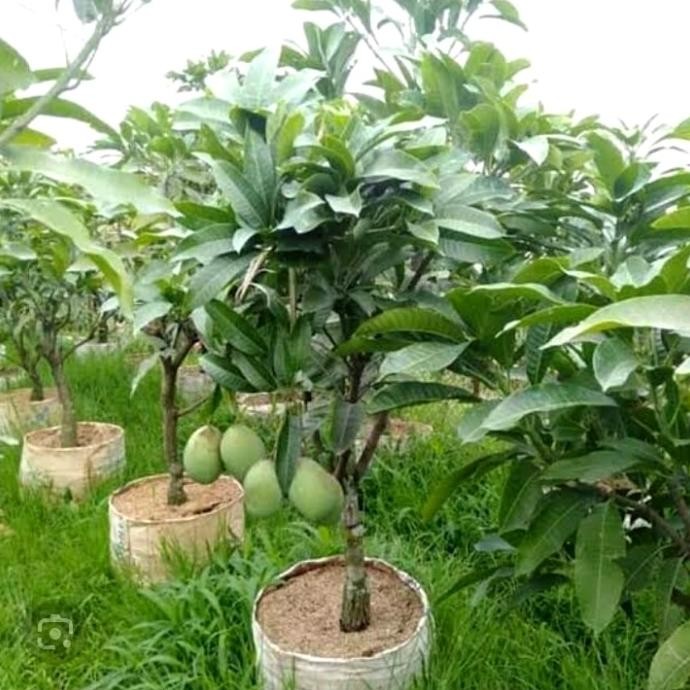 Bibit pohon mangga manalagi super sudah berbuah
