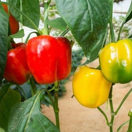 PREMIUM Tanaman Buah Cabai Pohon Cabe Paprika